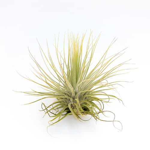 Soft Fuzzy Air Plants_ Magnusiana _ by Joinflower Joinfolia